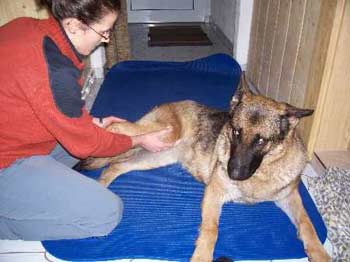 Eine individuell auf den Hund und dessen Befund abgestimmte Therapie wirkt sich positiv auf dessen Wohlbefinden aus 